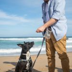 Boutique d'accessoires pour chien : par où commencer